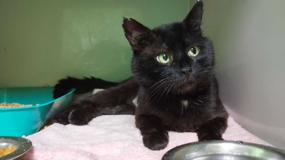 Молоденькому Сенечкі потрібен дім