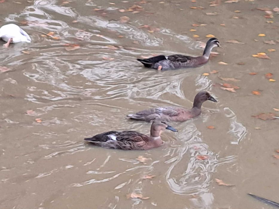 sprzedam kaczki biegusy z 2025