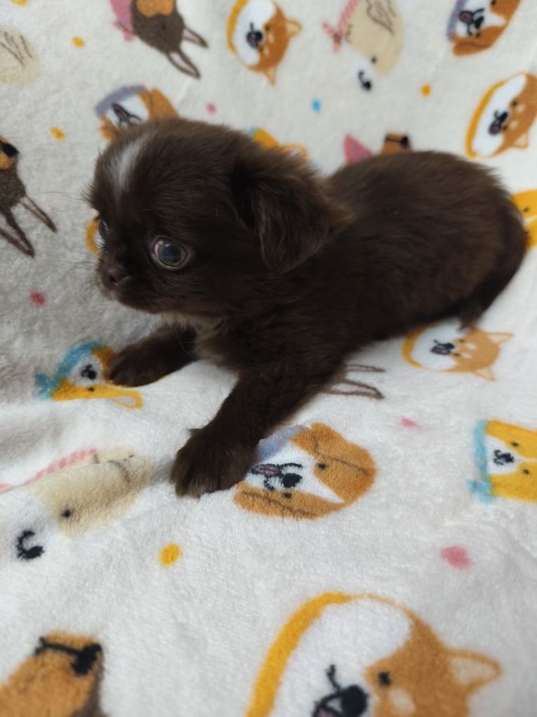Chihuahua machinho  chocolate