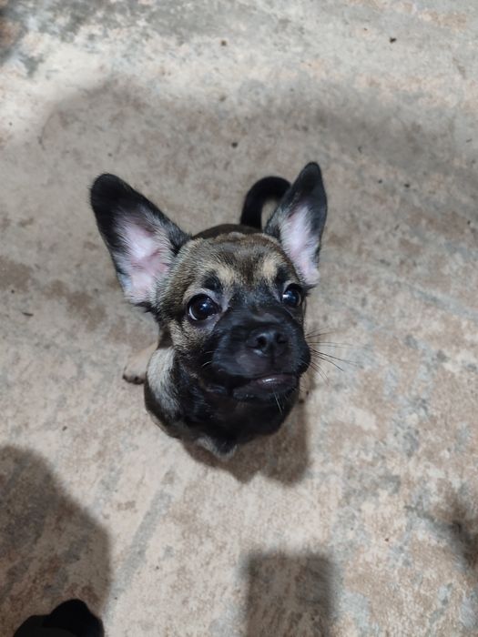 Продам девочку французский бульдог с пекинесом