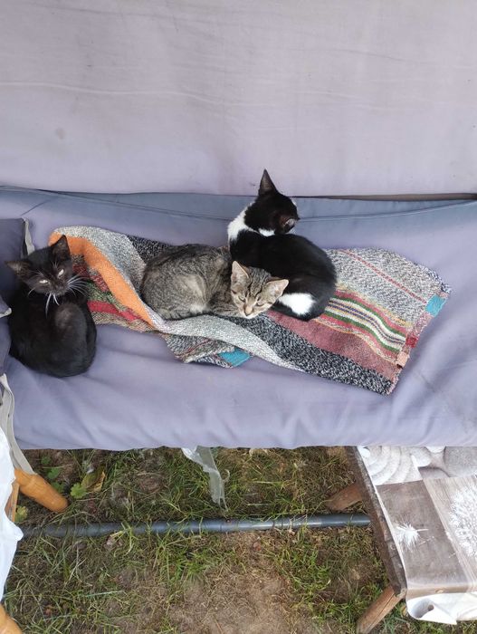 Oddam piękną koteczkę