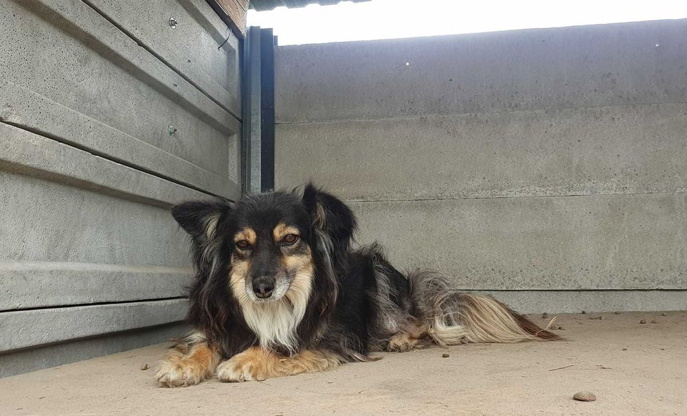 Czy znajdzie się nowy dom dla Daisy?