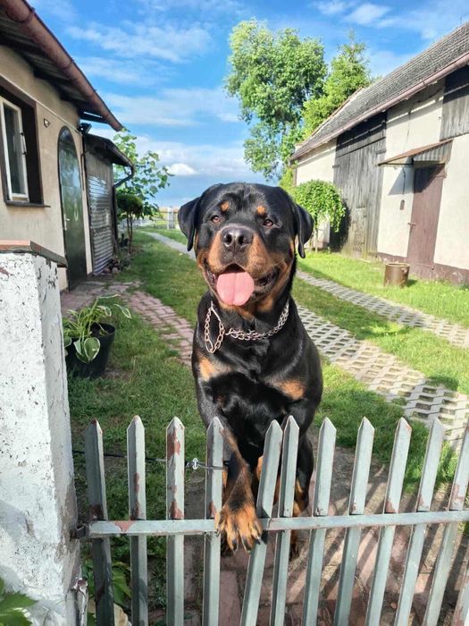 Rotweiller samiec krycie