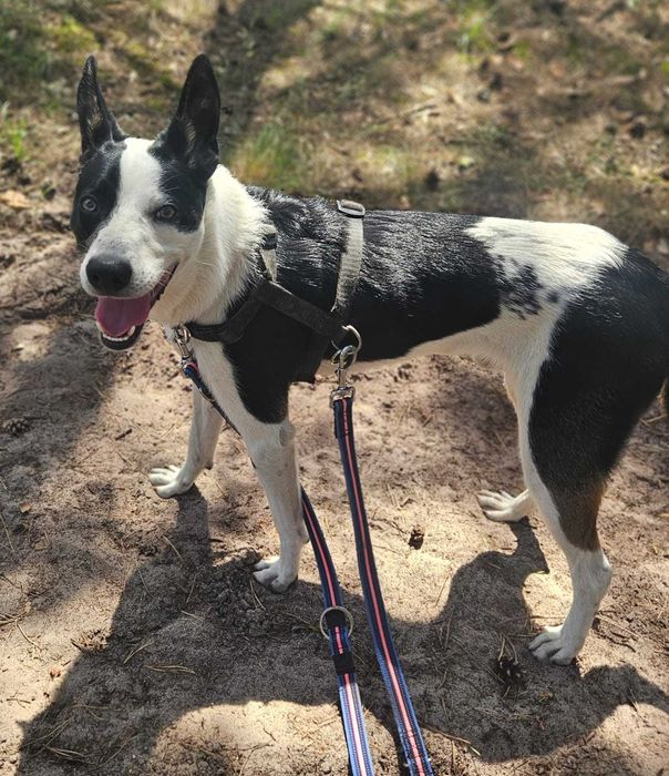 MARSHALL został zupełnie sam RATUNKU!