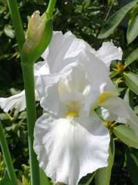 Iris germanica flor branca ou azul