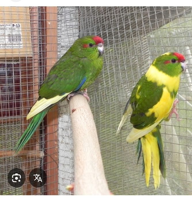 Sprzedam kozy mordolotki 200 za parę Tomaszów lubelski