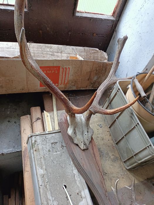 Poroże na desce poroża