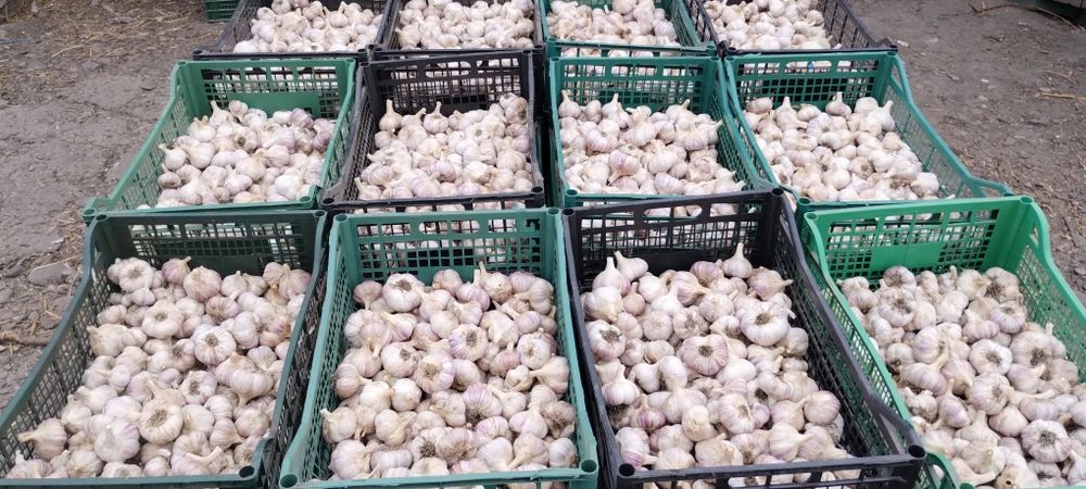 Продається часник "Любаша"