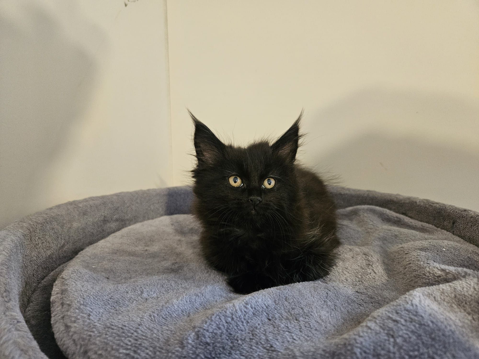 Hodowla kotów rasowych Maine Coon AngelCat.pl