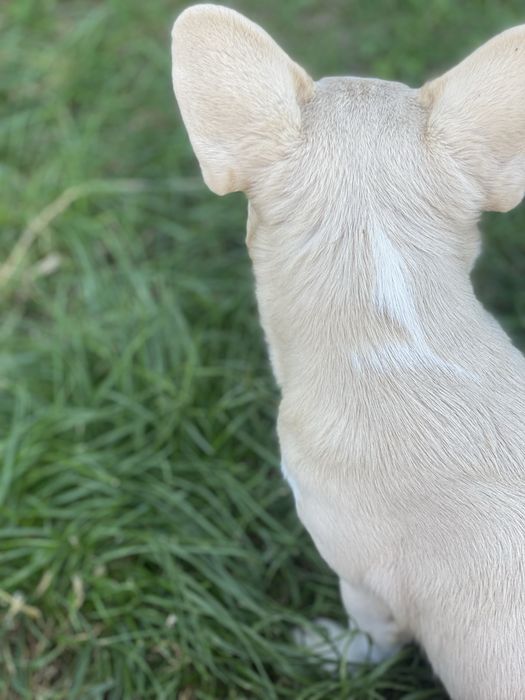 Дівчинка в кольорі пінк карамель