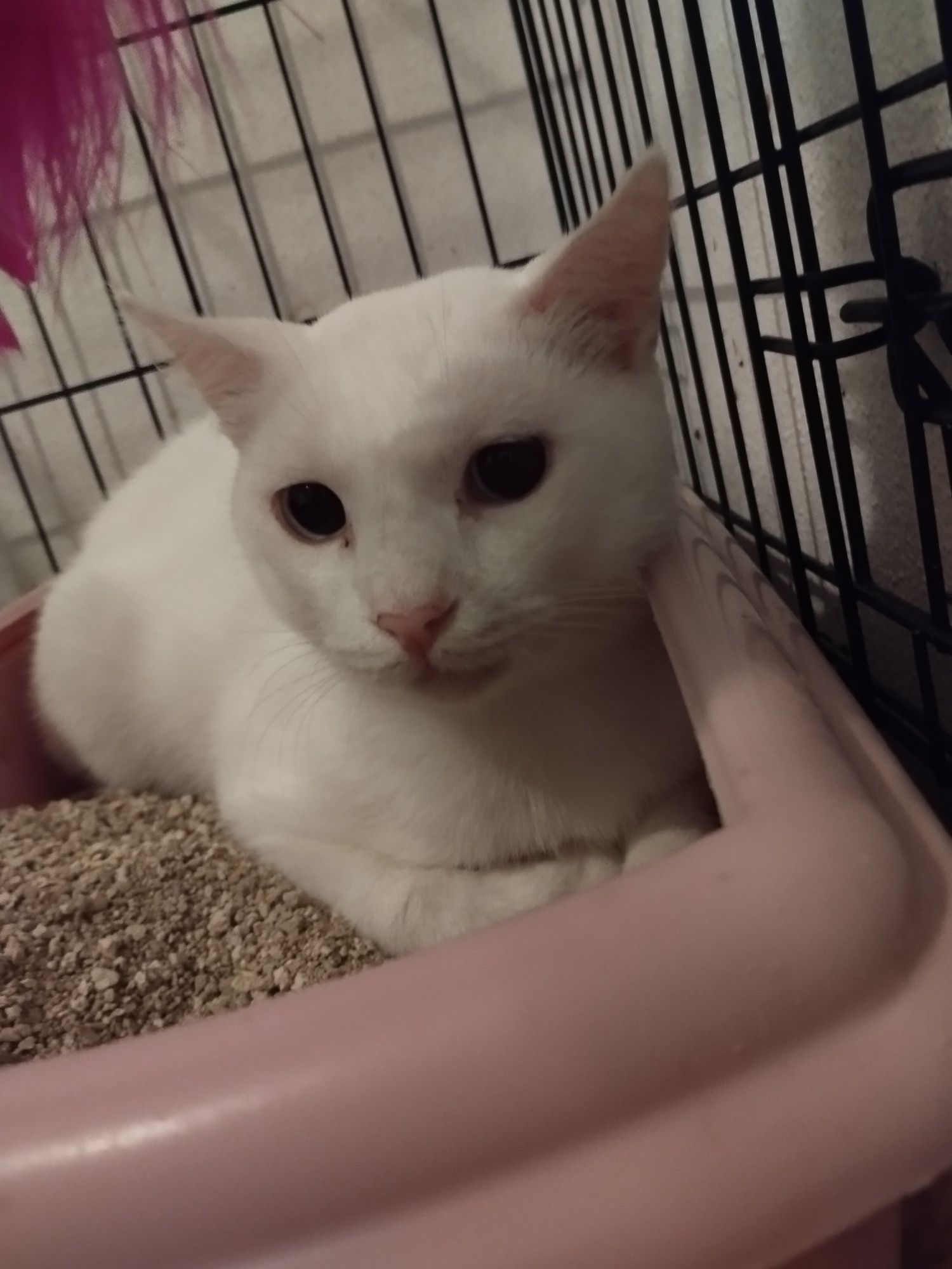Gatinhos brancos para adoção responsável