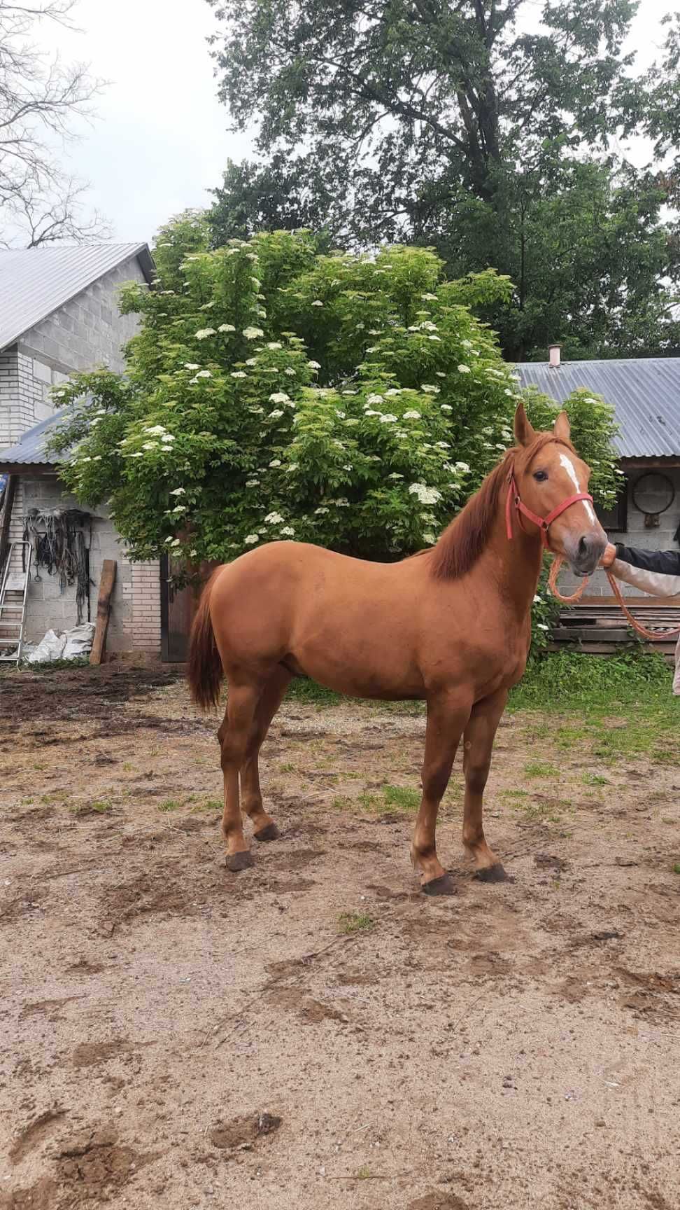 Koń, źrobka zimnokrwista