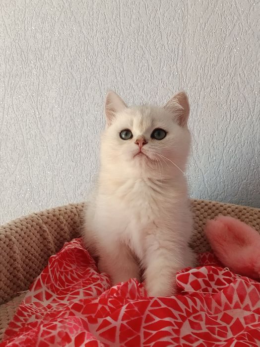 Пухнастий хвостик