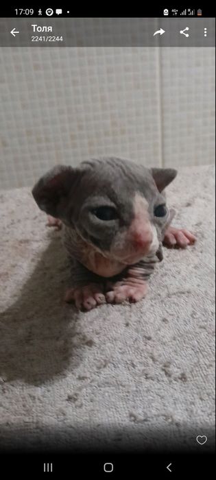 Чудесный котёнок сфинкс