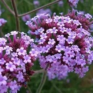 Вербена Бонарська