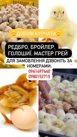 Курчата мясо яєчні, бройлер кобб 500