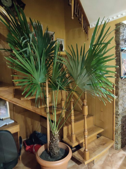 Пальма Веєрна вік 32 роки.