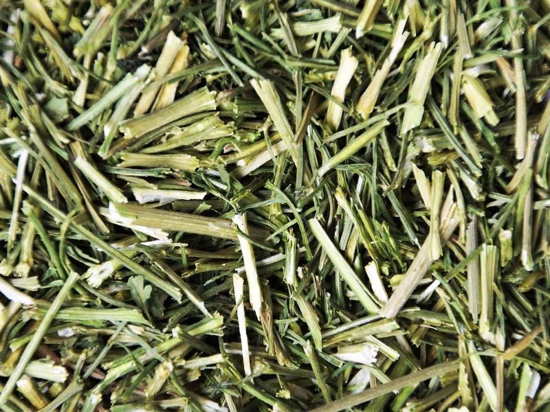 Pietruszka łodyga suszona z tego roku 9 kg worki