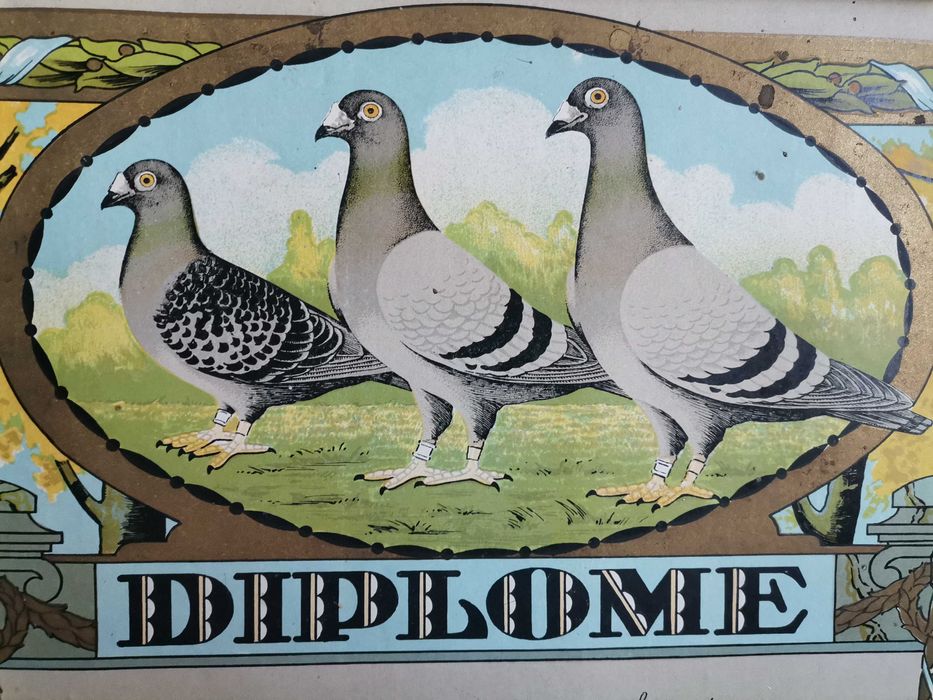 Obraz - dyplom dla hodowcy gołębi z 1934 roku - Flandria