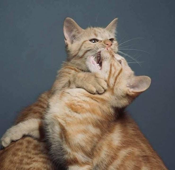 Классные рыжие котята бесплатно