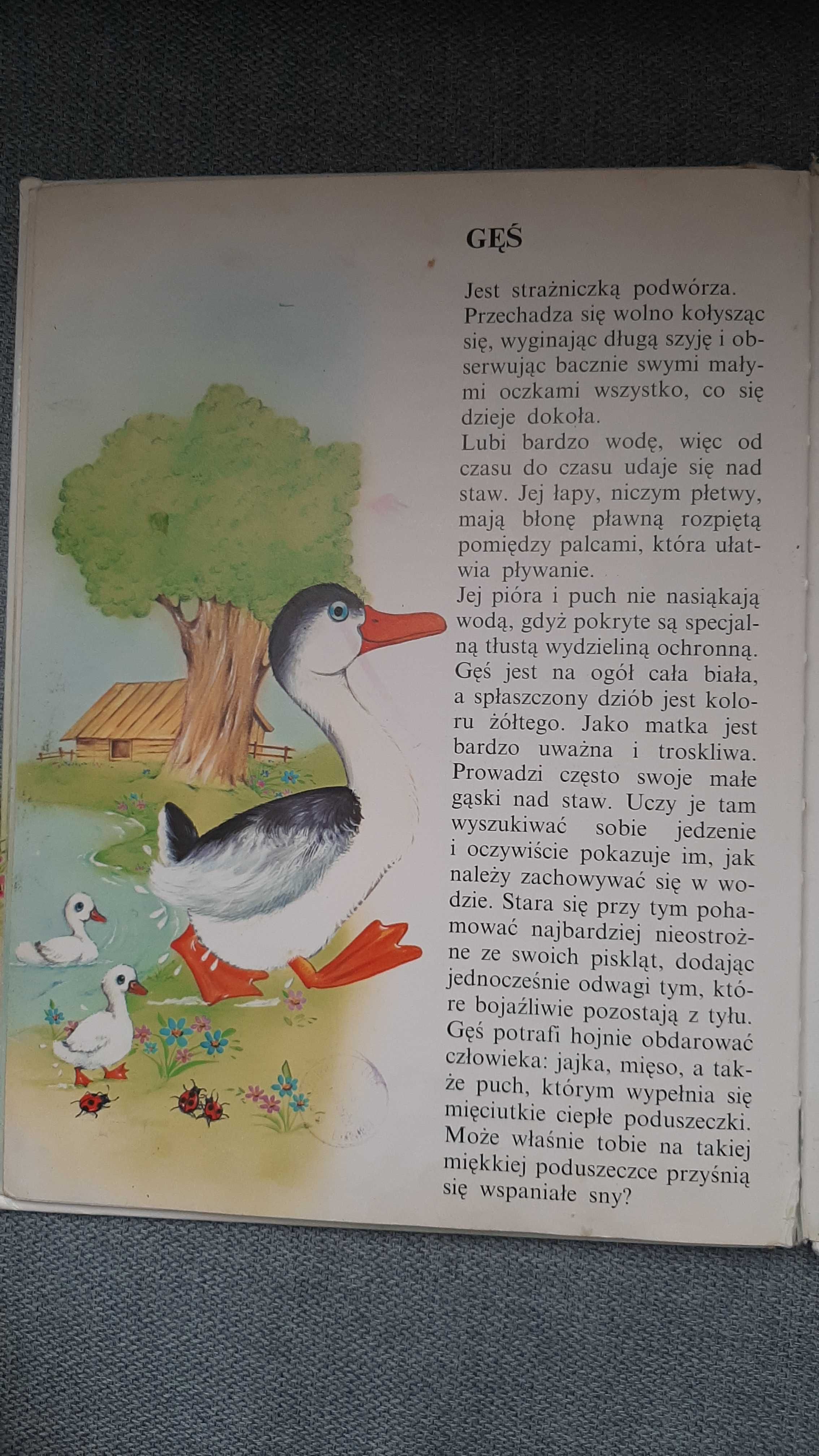 Zwierzęta wiejskie O zwierzątkach F. Pezzoli E. Mora il. Kennedy