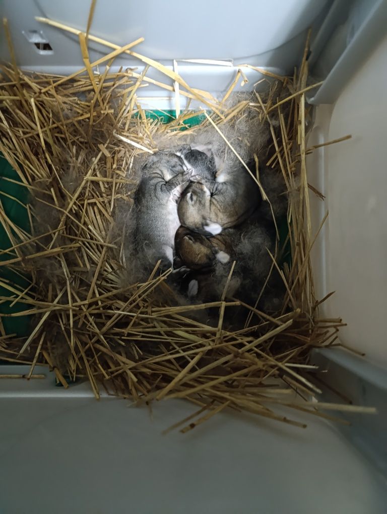 Coelhos para venda