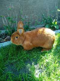 Piękny królik - samczyk.