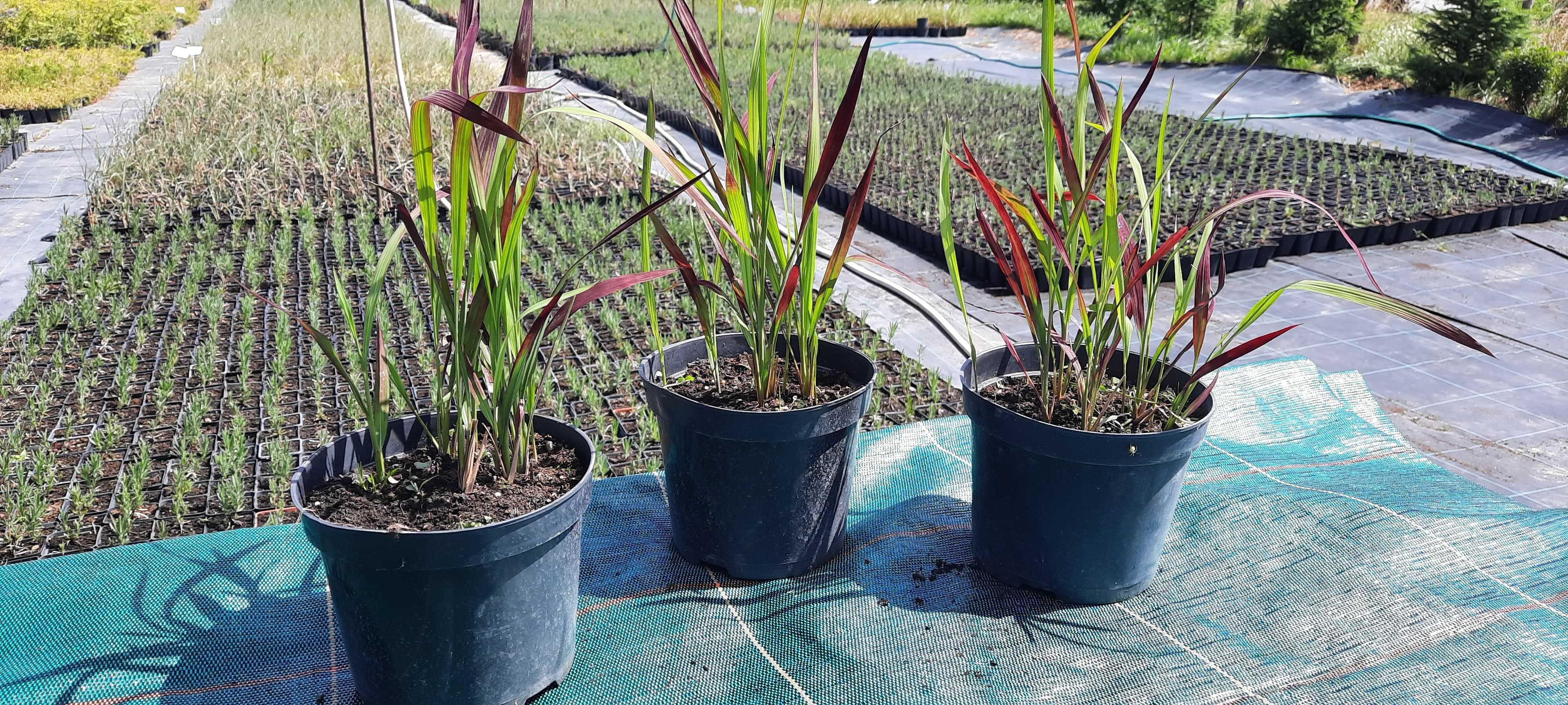 Imperata cylindryczna Red Baron C2 2L