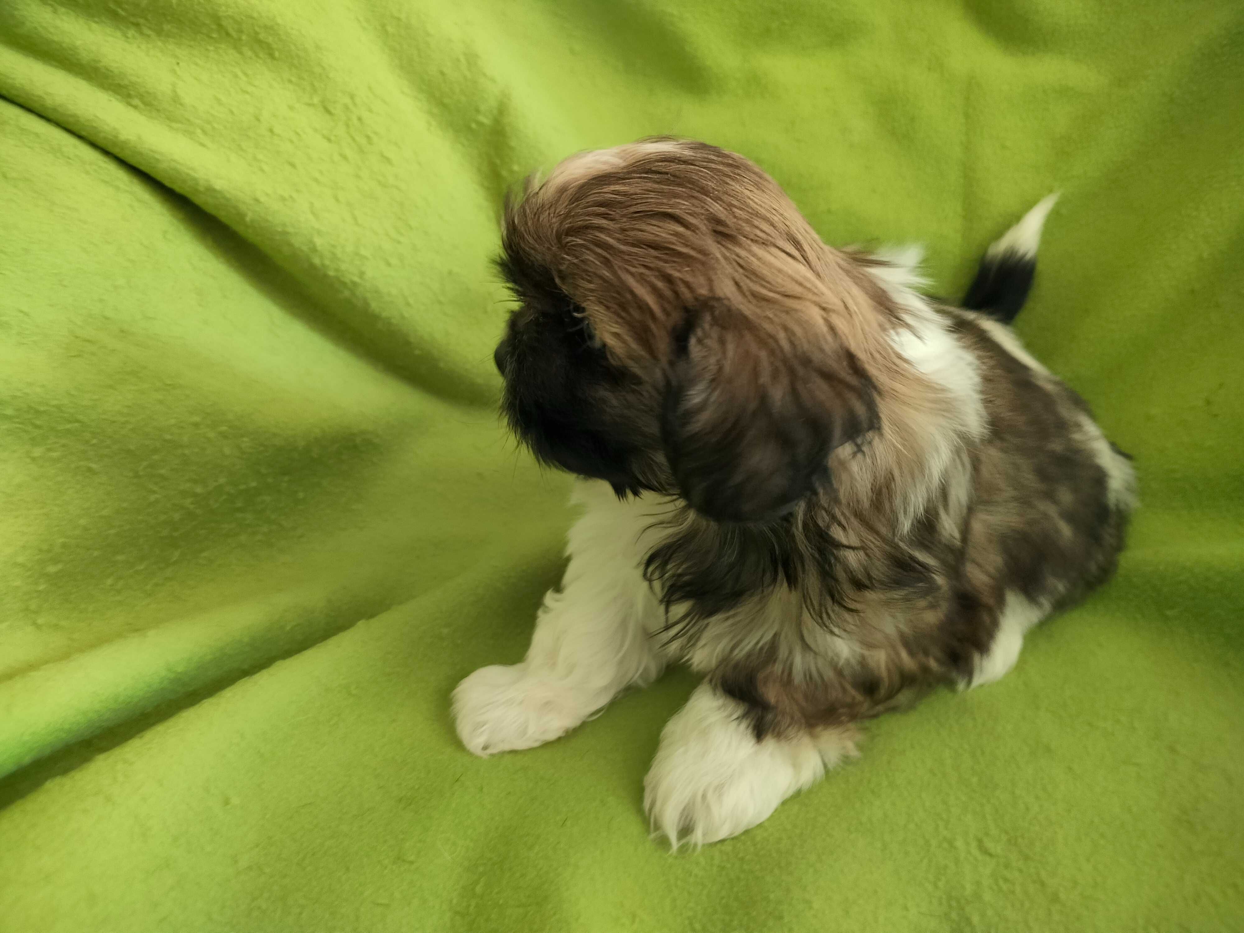 Shih Tzu suczka tricolor