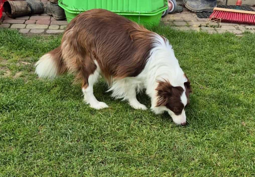 Border collie piesek ee red Tobi gotowy do odbioru