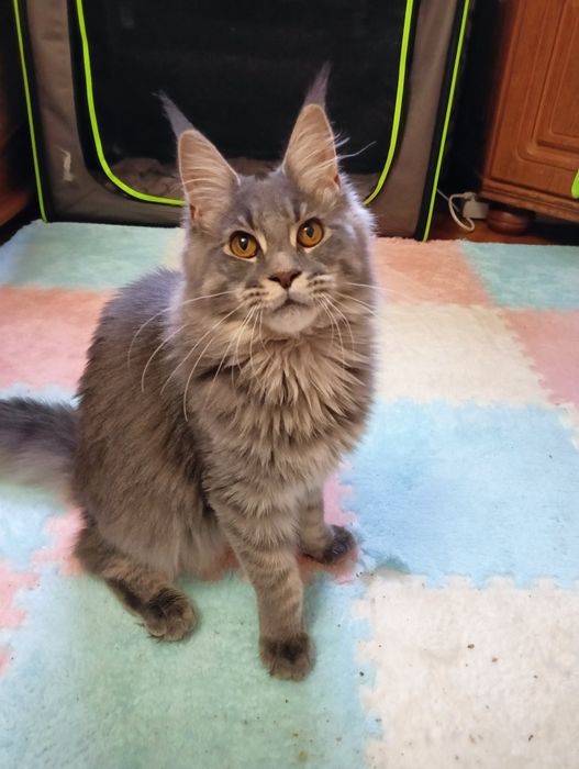 Maine coon niebieska pręgowana kotka do hodowli rodowód FPL