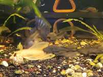 Ancistrus zbrojnik green dragon weloniasty zielony i albino PARY!!