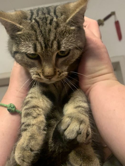 4=5miesięczna kotka szuka domu niewychodzącego