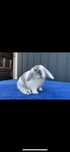 Mini Lop Karzełek Baranek Roński Samiec Króliki Miniaturki Miniaturka