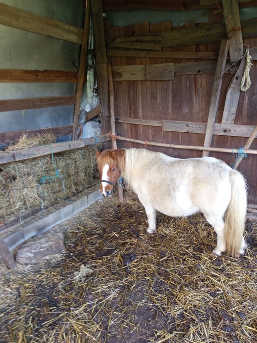 Pônei fêmea muito mansa