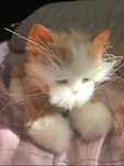 FurReal Friends Kitten 2006 Kotek