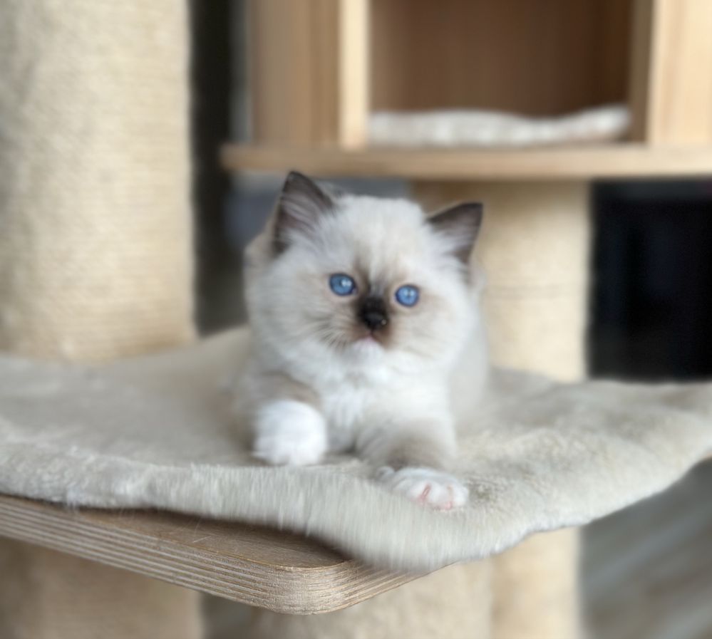 Puchata kotka ragdoll rodowód FIFE