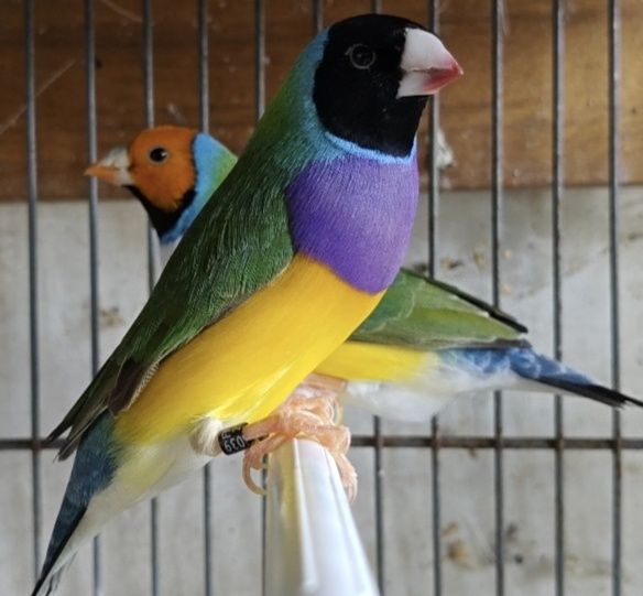 Diamantes de gold macho