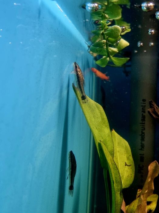 Otosek przyujściowy/ryby na glony