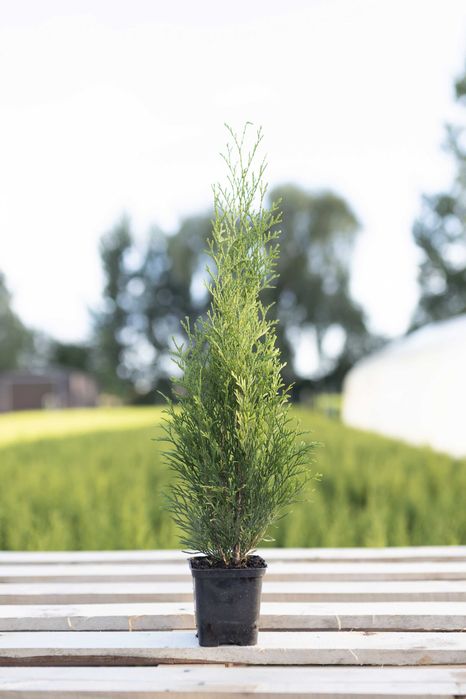 Tuja Tuje Thuja Szmaragd 38-48 cm. PRODUCENT, DOSTAWA GRATIS