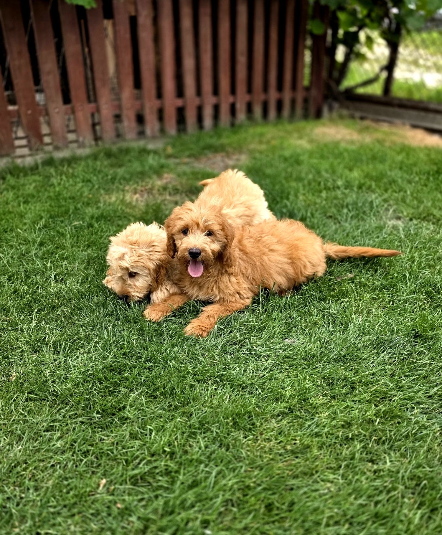 Goldendoodle piesek f1
