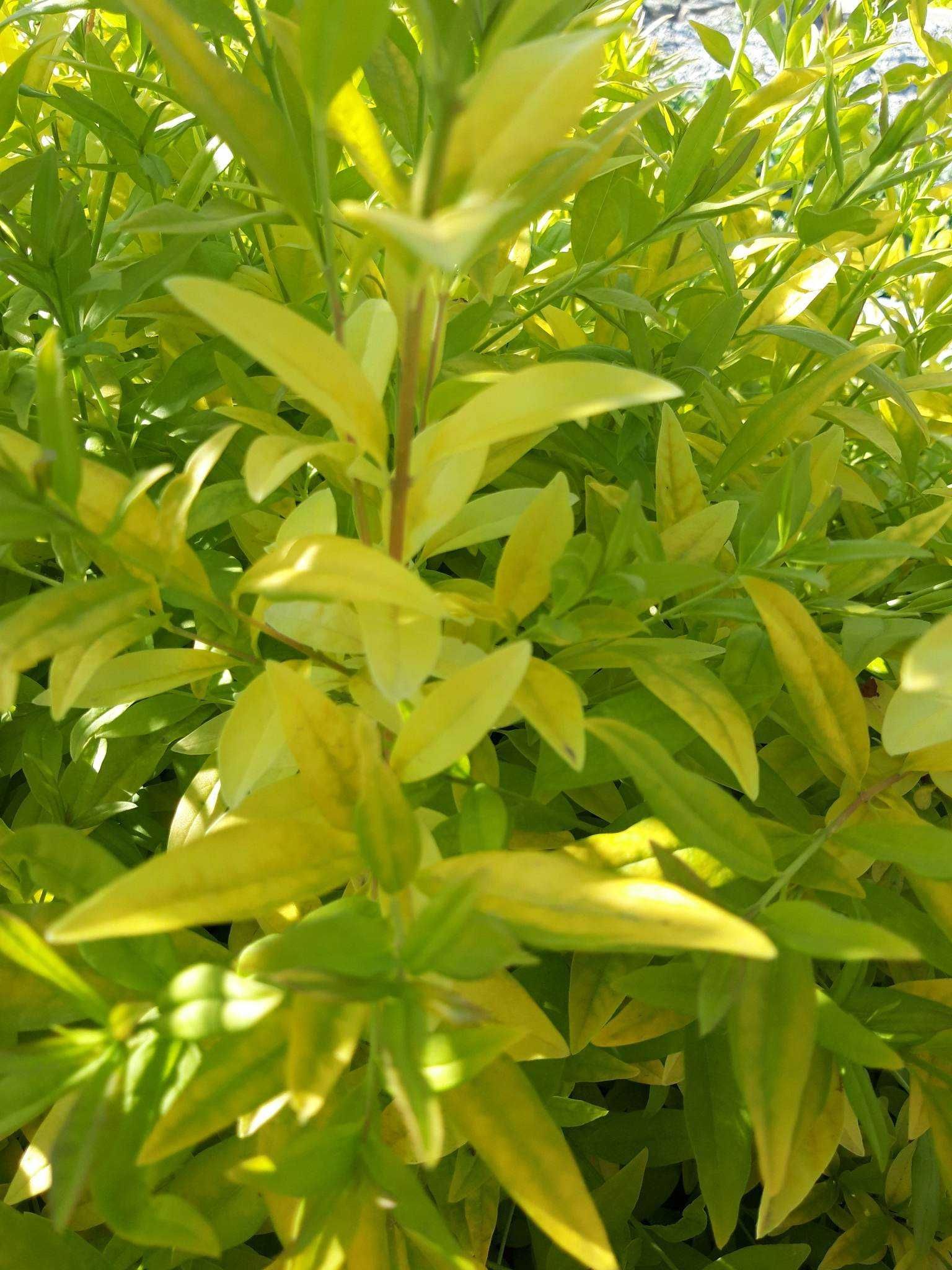 Бірючина золотиста (Ligustrum vulgare aureum).