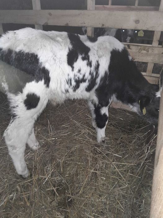 Byczki cielaki sprzedam