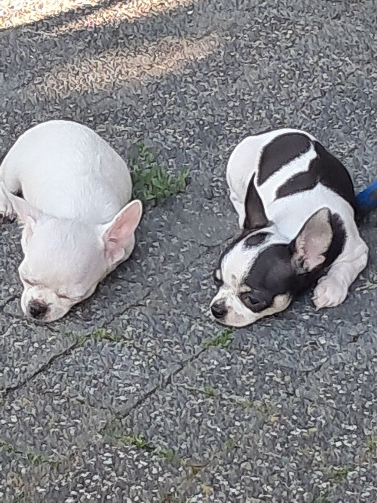 Szczeniak chihuahua
