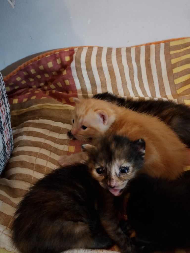 Gatinhos com um mes para doar
