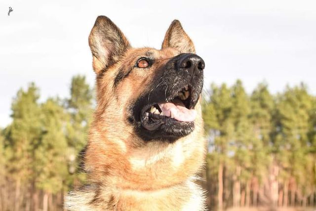 Uwielbiająca pieszczoty sunia w typie owczarka niemieckiego do adopcji