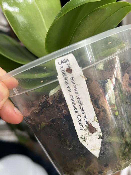 violacea * bellina Samera phal орхідея фаленопсис