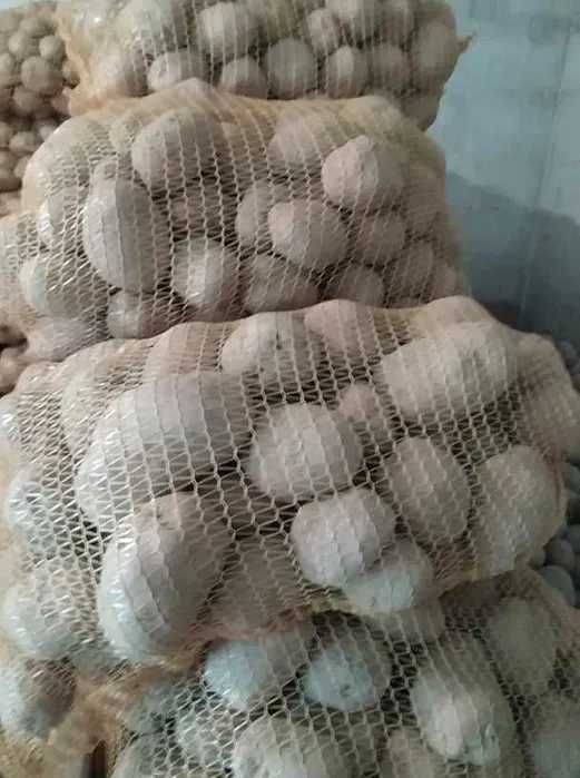 Kartofle ziemniaki Atol z małego gospodarstwa na własnym oborniku