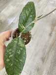 Hoya Previously Vitellinoides