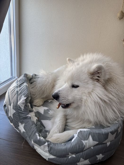 Самоїд вязка, шукаємо дівчинку для стосунків